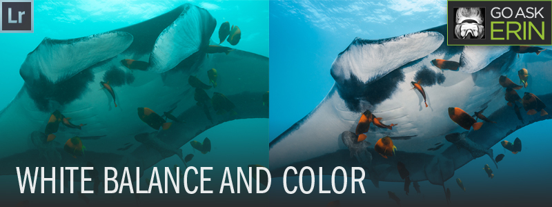 White Balance and Color - Lightroom Tutorial for the Underwater Photographer