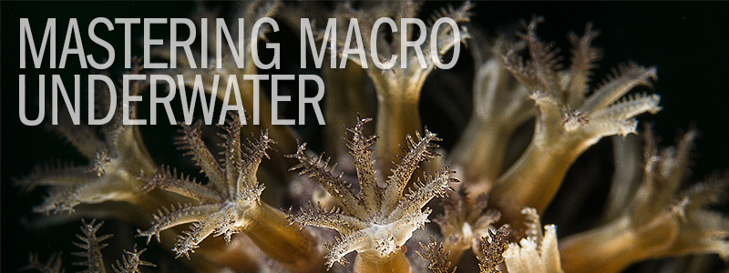 Mastering Macro Underwater