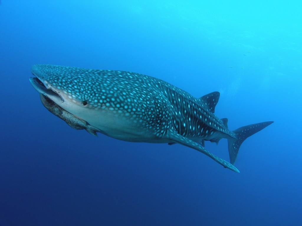 Ningaloo whale sharks found to stop swimming to have parasites
