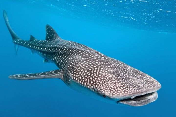 Marine Species: the Whale Shark • Scuba Diver Life