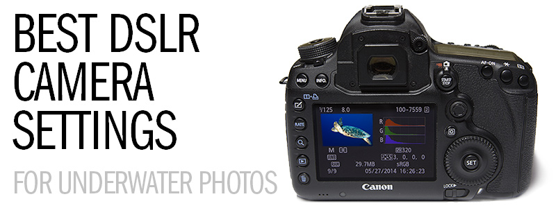 The Best DSLR Camera Settings for Underwater Photos
