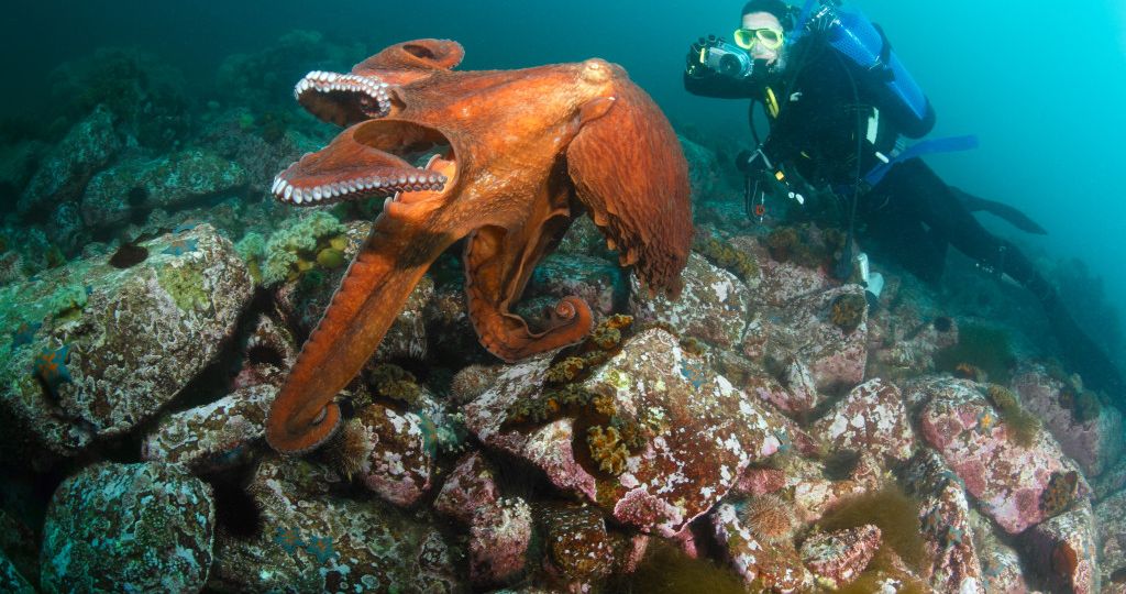 Fun Facts About Cephalopods