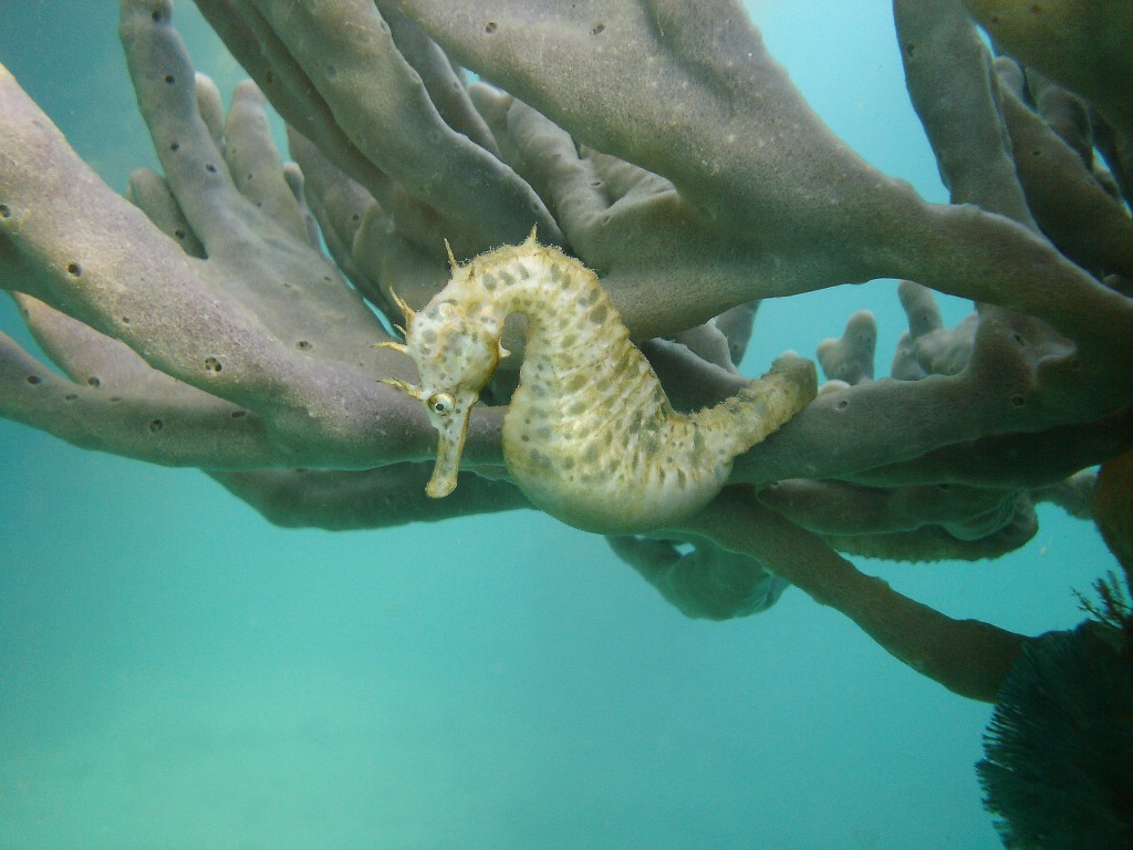 seahorse on spunge