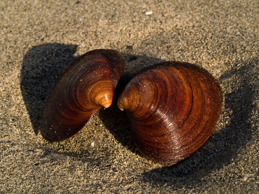 Ocean Quahog (Arctica islandica) shells