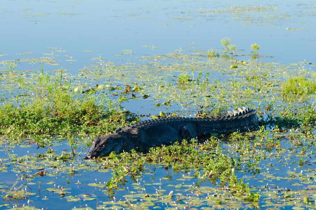 Saltwater Crocodile (crocodylus porosus)