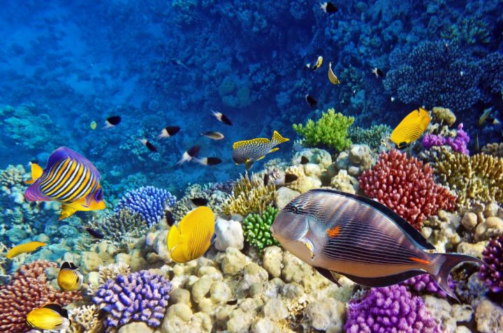 skyskraber Bonus bedstemor Dive Site: Poseidon Reef, Red Sea, Egypt • Scuba Diver Life
