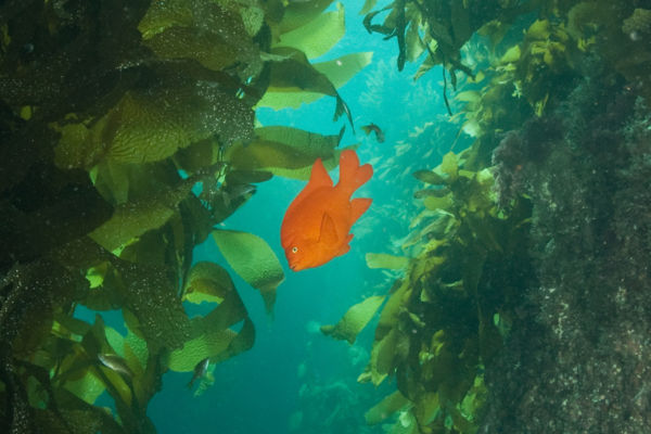 Dive Site: Catalina Island Kelp Forests, California • Scuba Diver Life