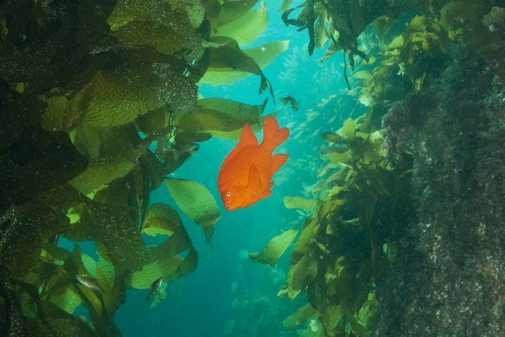 Catalina Island: The Jewel of Southern California Diving • Scuba Diver Life