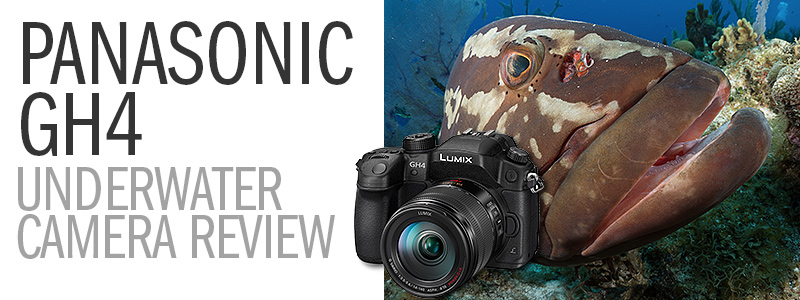Panasonic GH4 Underwater Camera Review