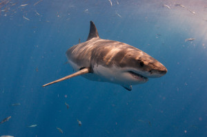 Great White Sharks of Guadalupe