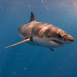 Great White Sharks of Guadalupe