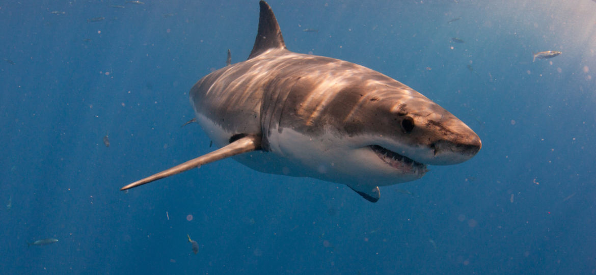 Great White Sharks of Guadalupe