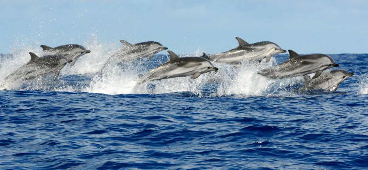 Dolphin Tours in Zanzibar