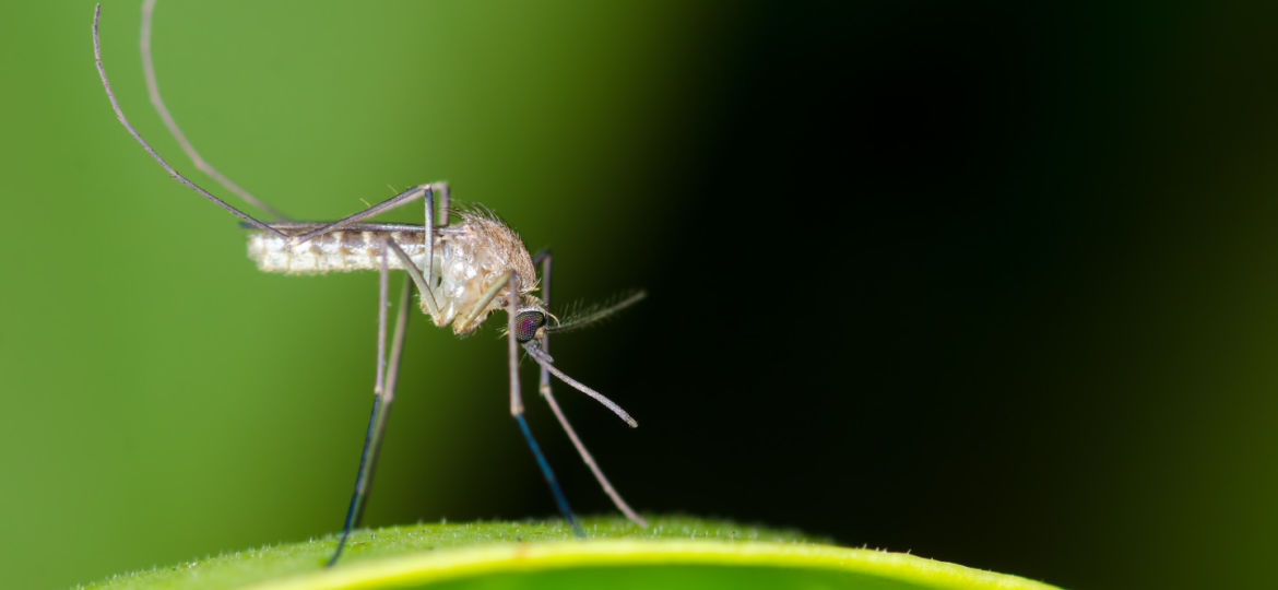 Mosquito resting on green leaf