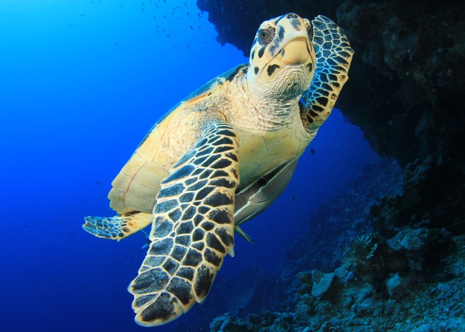 best_sea_turtles_featured