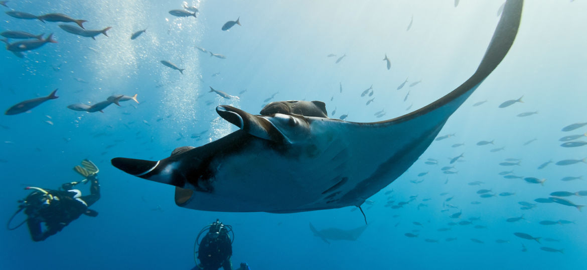 Top Places to Dive With Mantas