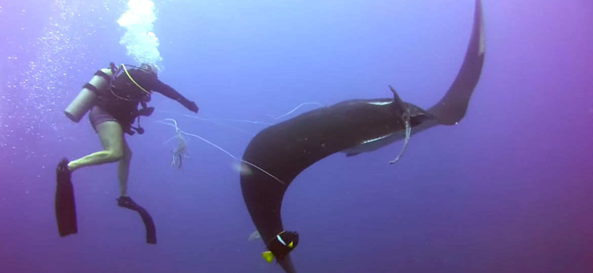 tangled manta ray