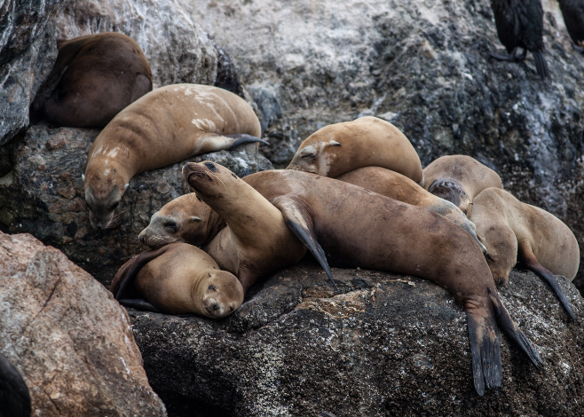 sea lions thumb