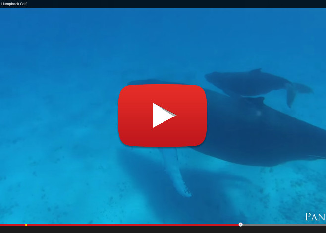 Humpbacks in the Turks and Caicos