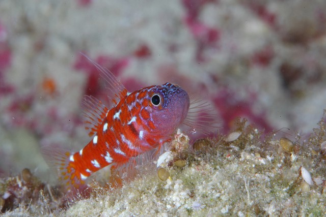 A dwarf goby – look at the brilliant coloration. Okinawa, Japan.