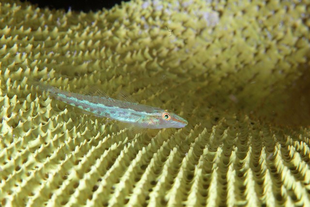  goby living on an elephant ear sponge. The goby is exquisitely camouflaged to blend in on its invertebrate host. Malapascua, Philippines. 