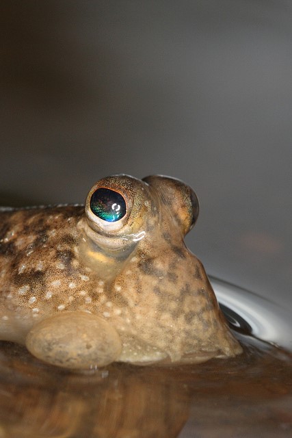 A mudskipper, a goby which has adapted an amphibious life style. Okinawa, Japan.