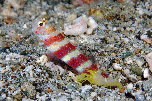 A shrimp goby, sharing a burrow with hits synbiontic partner shrimp. Padre Burgos, Philippines.