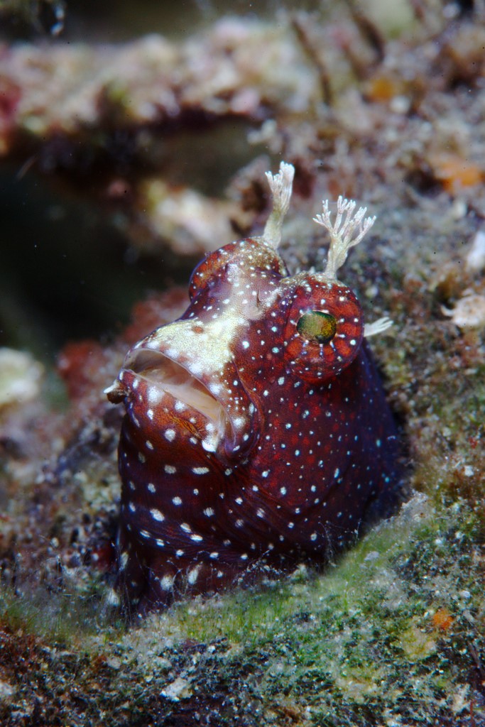 Look at the magnificent head decoration of this blenny photographed in Southern Leyte, Philippines.
