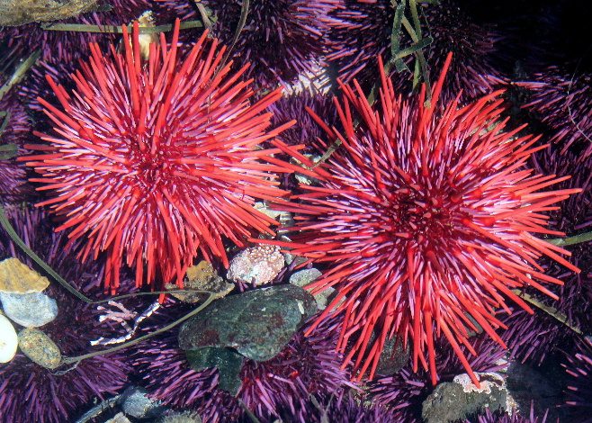 urchins_featured