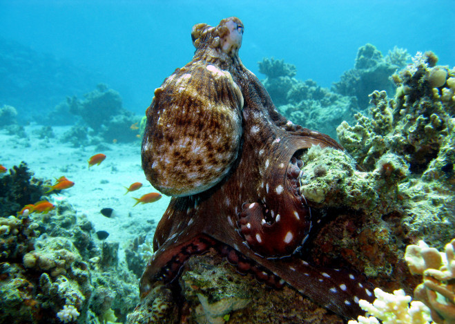 coral reef with octopus at the bottom of tropical sea