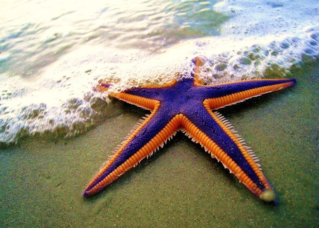 Sea stars