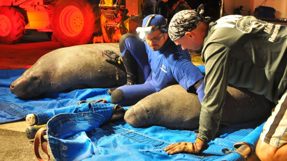 MANATEE SUCCESSFULLY RESCUED FROM CENTRAL FLORIDA STORM DRAIN visual data 5