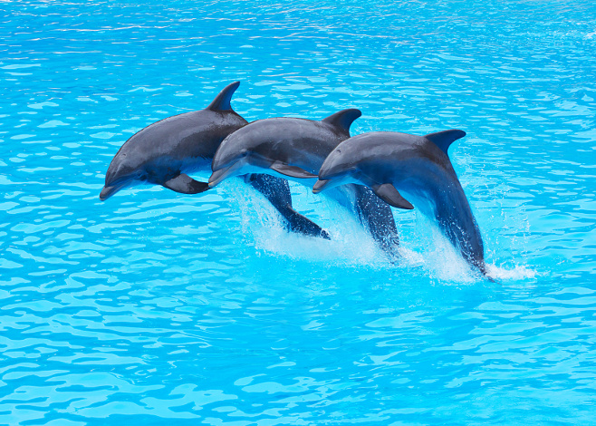 dolphins in formation