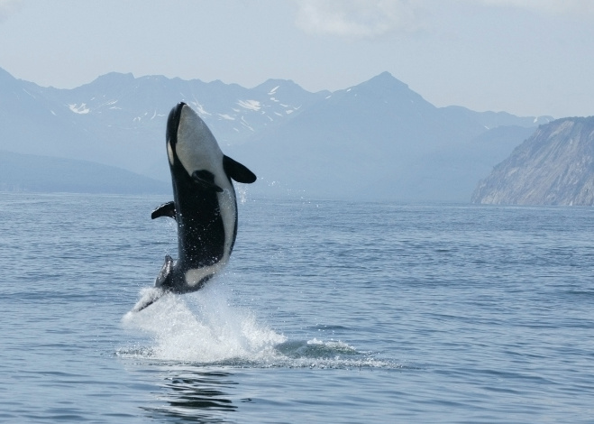 killer whale calf making high jump out of the water