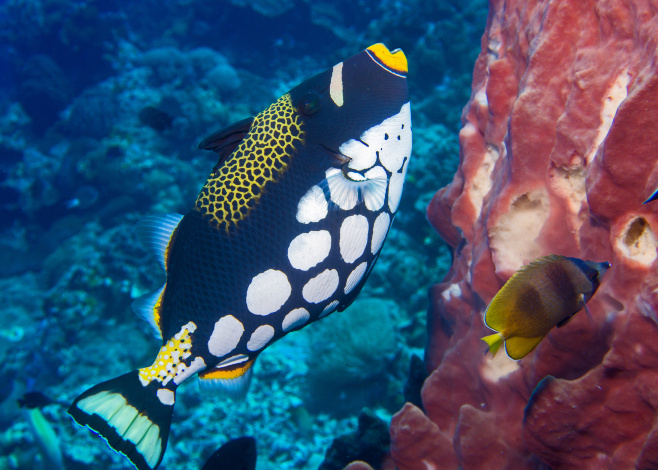 triggerfish_featured