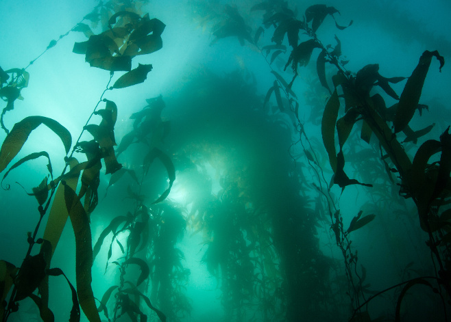 kelp diving_featured