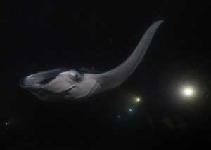kona_featured