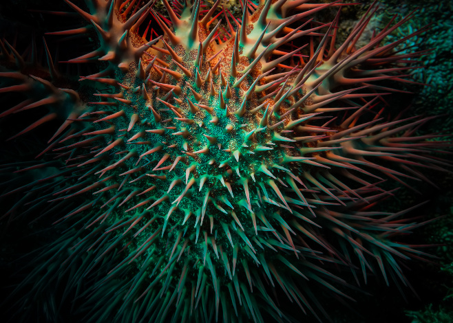 crown-of-thorns starfish