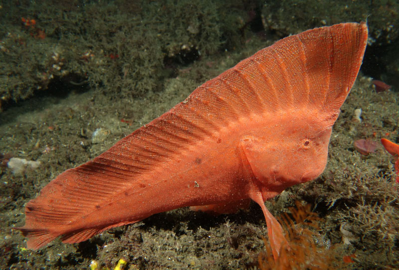 Red_Indian_Fish_1