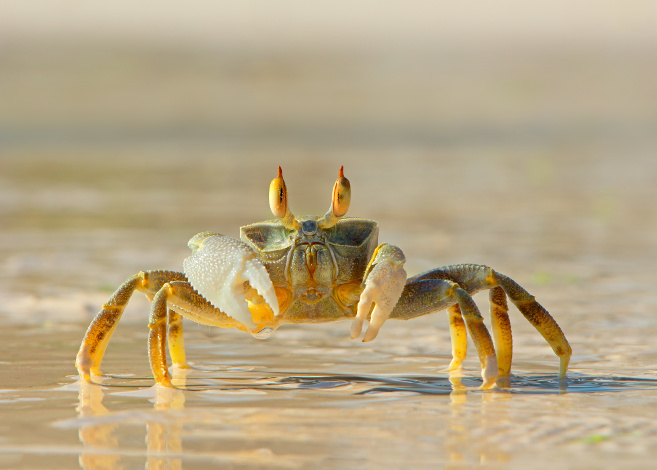crabs_featured