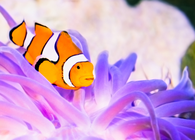 Clownfish (Nemo) in marine aquarium, Australia.