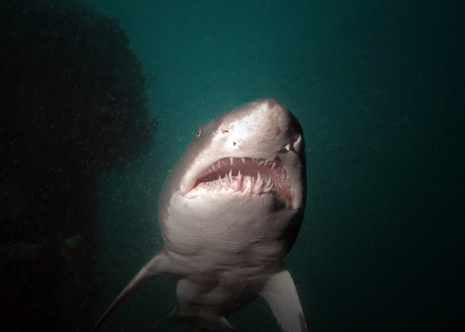 A Sand Tiger shark cruises by on a shipwreck off of the North Carolina coast