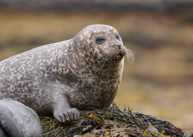 The Secret Killing Of Scotland’s Seals • Scuba Diver Life