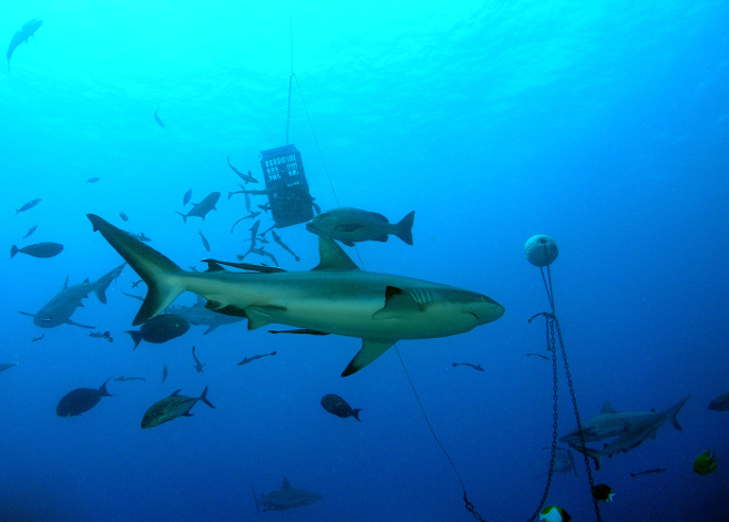 shark feeding