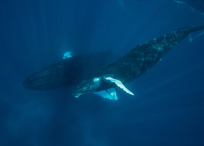 Humpback Whale Song