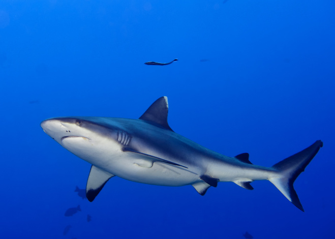 sharkfinning_featured