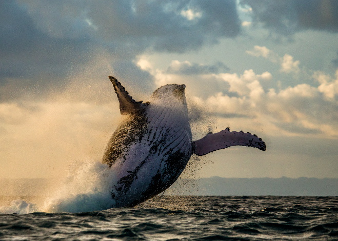 whale_migrations_featured