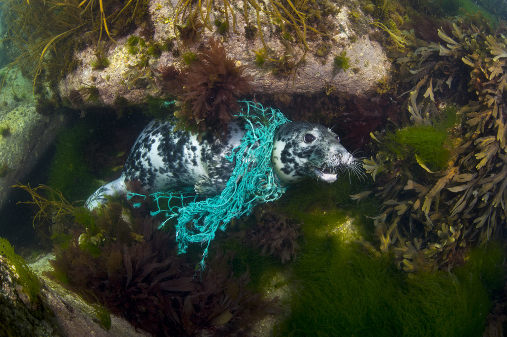 A female grey seal (gray seal: Halichoerus grypus) is tangled in a discarded fishing net. Lundy Island, Devon, England, UK. We were not able to free her on the day, but heard that a seal was freed from a net a few days later, which was hopefully this individual.