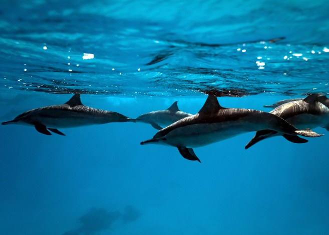 dolphins_social_featured