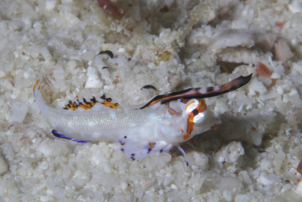 A juvenile Kuiter's dragonet, Malapascua, Philippines. One of the smallest fishes I have ever photographed.